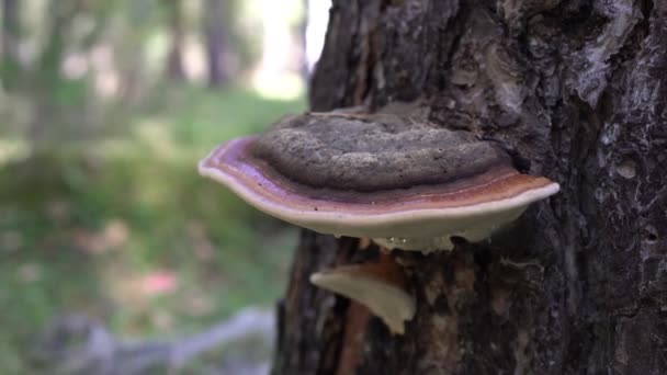 Champignon chaga médicinal pousse sur l'écorce d'un arbre. Champignon de l'arbre sur l'arbre — Video