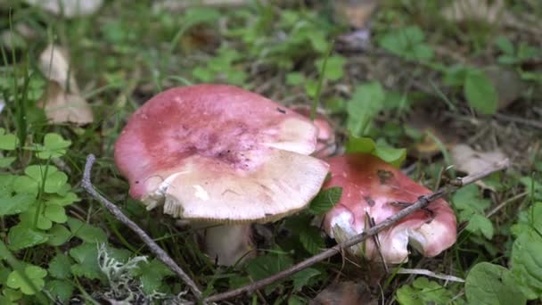 Les, houbová sezóna. Russula houby rostou na zemi v trávě — Stock video