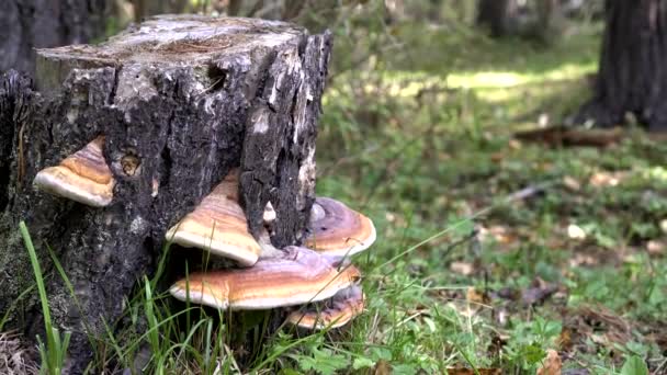 Pahýly břízy a lesní houby chaga. Podzimní les, žampiony na stromě — Stock video