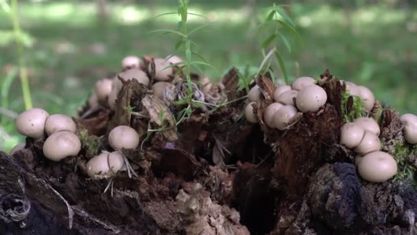 Pilz-Regenmantel auf dem Baum. Herbstwald, alter Baumstumpf und Regenmantel-Pilze — Stockvideo