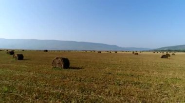 Güneşli bir yaz gününde saman yığınlarıyla dolu bir tarlanın havadan görünüşü. Tarlada kuru saman ruloları