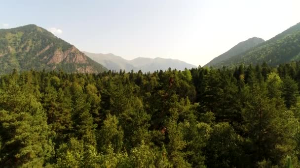 Letni zielony las, widok z lotu ptaka. Krajobraz górski i drzewa, panorama z powietrza. Piękne tło przyrody i lasów górskich — Wideo stockowe