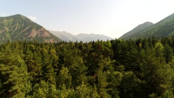 Floresta verde de verão, vista aérea. Paisagem montanhosa e árvores, panorama aéreo. Fundo bonito da natureza e floresta de montanha — Vídeo de Stock