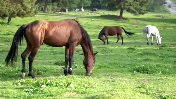 Les chevaux paissent dans la prairie, mangent de l'herbe verte — Video