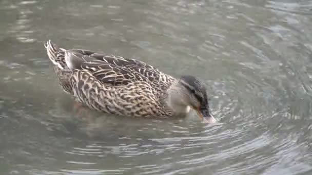 Šedá kachna plave po jezeře a potápí se do vody, aby se najedla — Stock video