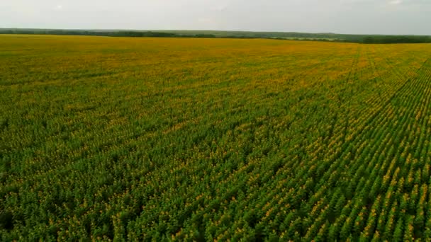 Vue aérienne, immense champ de tournesols. Plantation pour la culture de tournesols à la ferme — Video