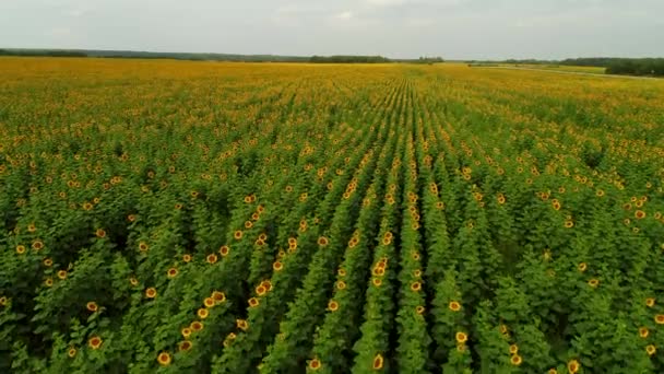 Widok z lotu ptaka, piękna panorama pola kwitnących słoneczników. Hodowla słonecznika do produkcji oleju — Wideo stockowe