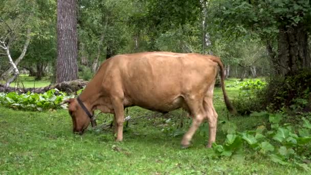 Una vaca grande de color marrón come hierba y pastos en un claro en el fondo de un bosque — Vídeo de stock