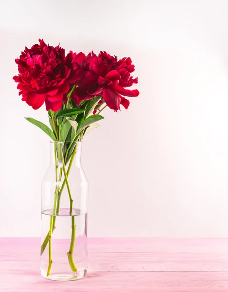 Taze kırmızı Şakayık çiçekleri — Stok fotoğraf