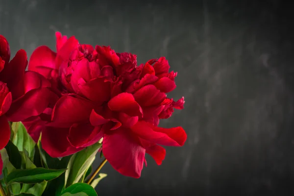 Parlak kırmızı Şakayık çiçekleri — Stok fotoğraf