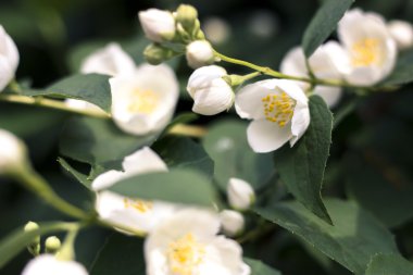 Beyaz yasemin tomurcuk çiçekler ve yapraklar