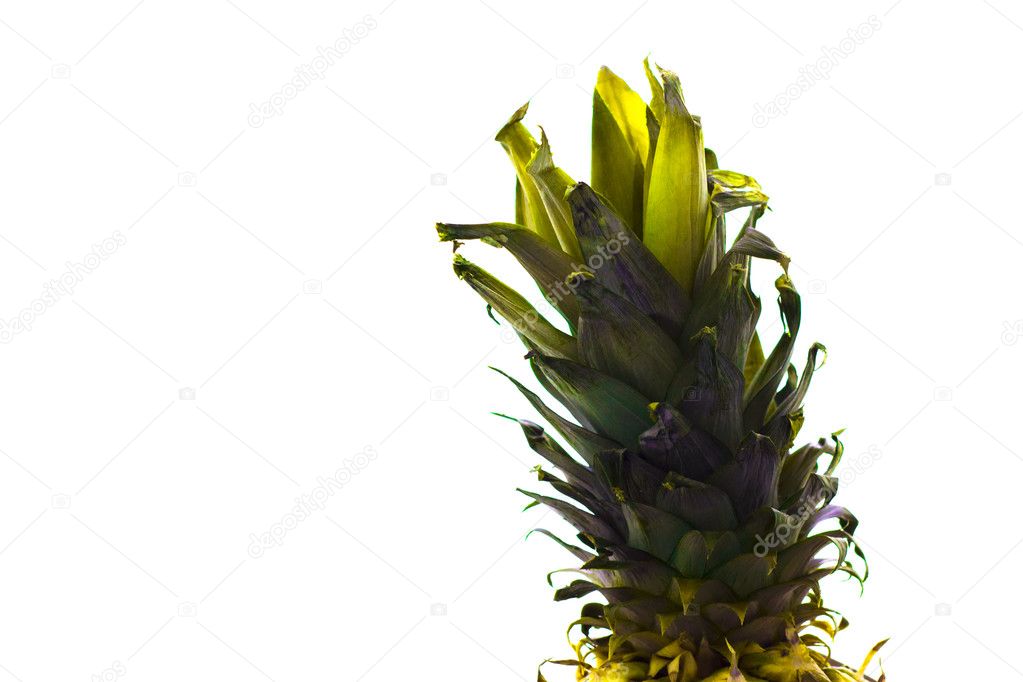 pineapple isolated background