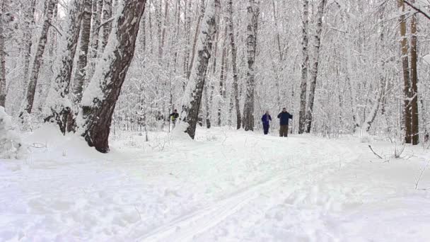 俄罗斯、 新西伯利亚，2015 年 12 月 24 日 ︰ 在冬季森林滑雪 — 图库视频影像