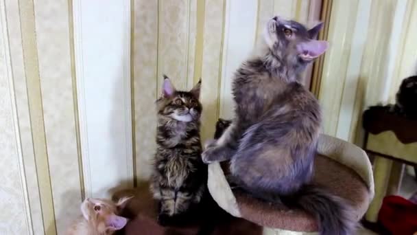 Roliga katter Maine Coons — Stockvideo