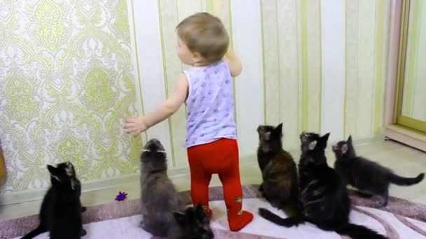 The child plays with cheerful seals Maine Coons — Stock Video