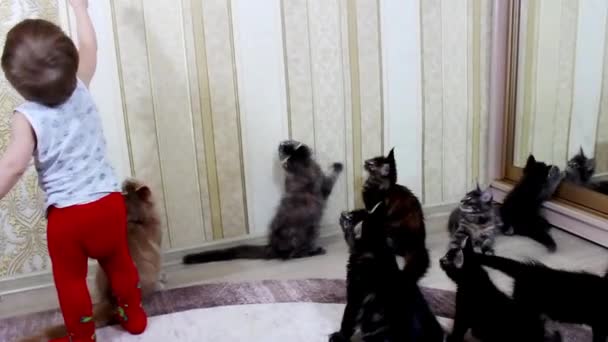 Das Kind spielt mit fröhlichen Seehunden Maine Coons — Stockvideo