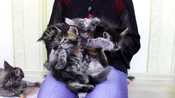 Girl playing with kittens — Stock Video