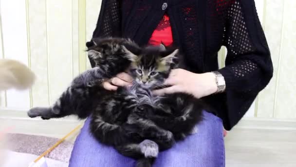 Girl playing with kittens — Stock Video