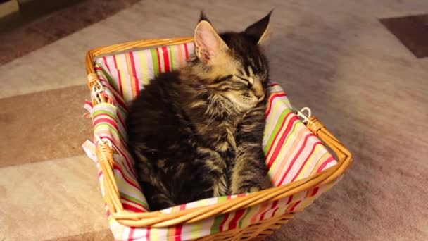 Children kittens Maine Coon — Stock Video