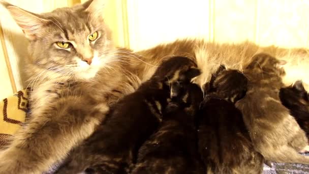 Children kittens Maine Coon — Stock Video