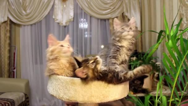 Grappige katten Maine Coons — Stockvideo