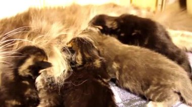 Çocuk yavru kedi Maine Coon