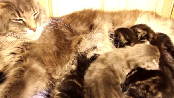 Barn kattungar Maine Coon — Stockvideo