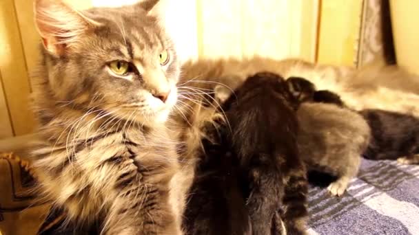 Barn kattungar Maine Coon — Stockvideo