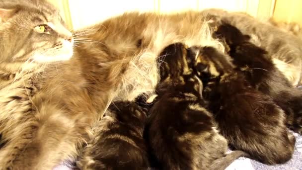 Barn kattungar Maine Coon — Stockvideo