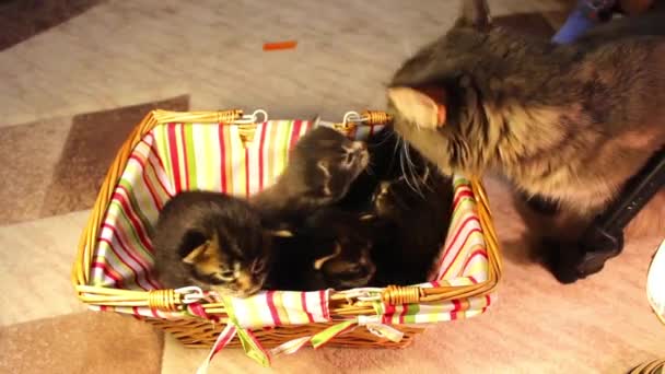 Children kittens Maine Coon — Stock Video