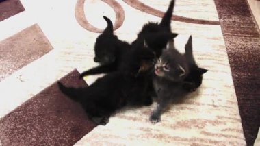 Komik Kediler Maine Coons