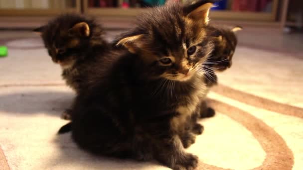Смішні кішки Мейн Кун — стокове відео