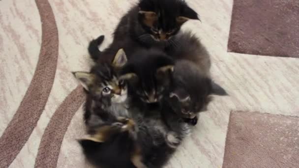 Gatti divertenti Maine Coons — Video Stock