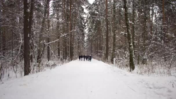 Rusia, Novosibirsk, 24 de diciembre de 2015: Callejón de invierno — Vídeos de Stock