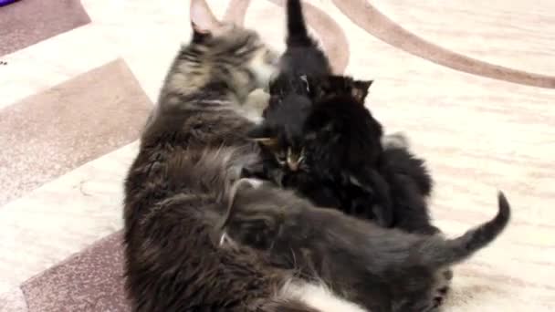 Lustige Katzen Maine Coons — Stockvideo