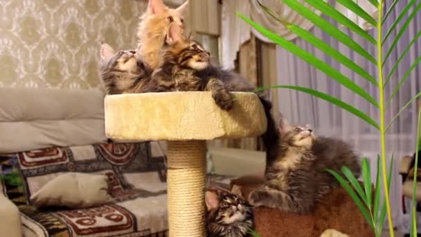 Смешные кошки Мэйн Кунс — стоковое видео