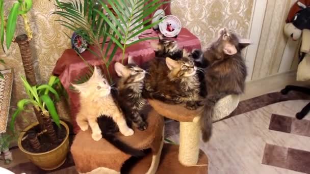 Roliga katter Maine Coons — Stockvideo