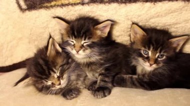 Komik küçük kedi yavrusu Maine Coon