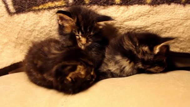 Roliga små kattungar Maine Coon — Stockvideo