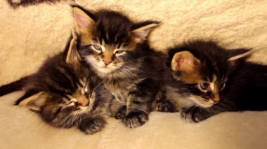 Komik küçük kedi yavrusu Maine Coon