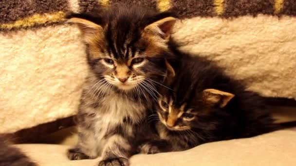 Pequeños gatitos divertidos Maine Coon — Vídeo de stock