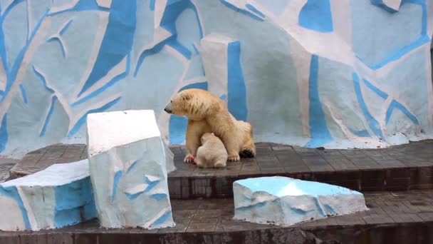 Oso polar hembra alimenta al osito — Vídeo de stock