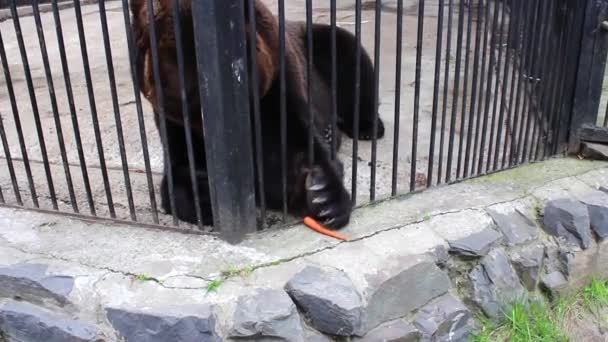 Brown Bear cena en el zoológico — Vídeos de Stock