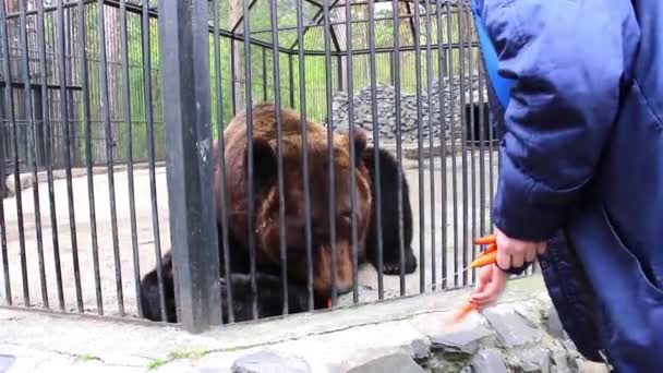 Meisje bruine beer voederen in de dierentuin — Stockvideo