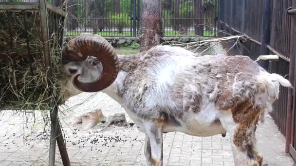 Горный козел ест — стоковое видео
