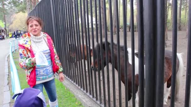 NOVOSIBIRSK, RUSIA - 1 de mayo de 2016: mujer alimentando a un poni en el zoológico — Vídeos de Stock