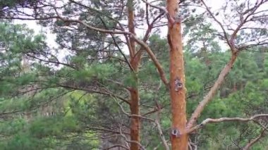 bir çam ormanının yukarıdan parkta bir daha gözden geçirme