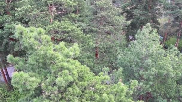 Сосновый лес в парке с видом на птичий глаз — стоковое видео