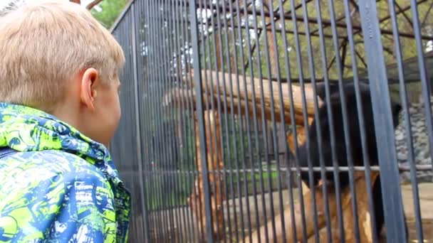 НОВОСИБИРСК, РОССИЯ - 1 мая 2016 года: малыш смотрит спектакль "Азиатский черный медведь" — стоковое видео