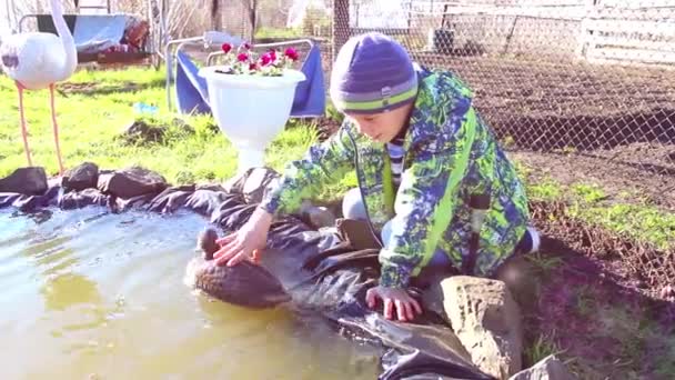 Dítě hrající venkovní rybníka s kachny — Stock video